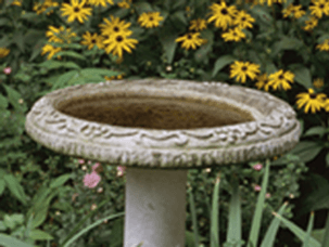 dengue