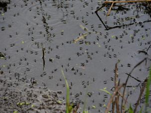dengue